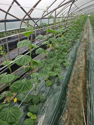 김동식님의 오이 · 영농일지 작성글 사진