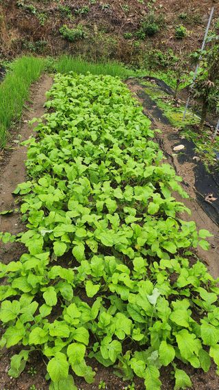 김응진님의 배추 · 영농일지 작성글 사진