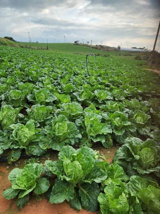 김저팔계님의 배추 · 영농일지 작성글 사진