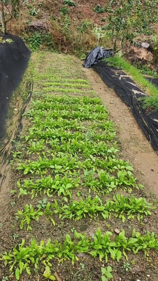 김응진님의 배추 · 영농일지 작성글 사진