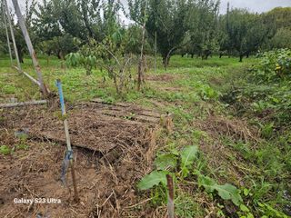 황종현님의 기타작물 · 영농일지 작성글 사진