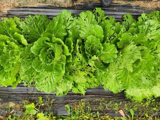 꿀복이농장님의 배추 · 영농일지 작성글 사진