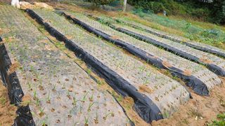 김홍환님의 마늘 · 영농일지 작성글 사진