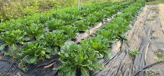 산골아찌님의 배추 · 영농일지 작성글 사진