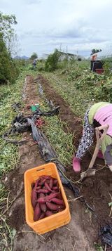 팜모닝 고구마·영농일지 게시글 이미지