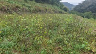 홍광희님의 들깨 · 영농일지 작성글 사진