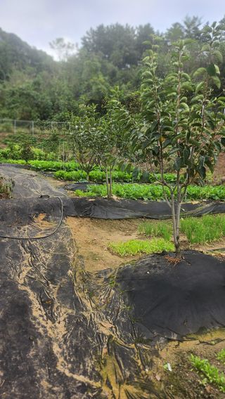 김응진님의 배추 · 영농일지 작성글 사진