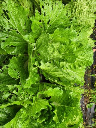 꿀복이농장님의 배추 · 영농일지 작성글 사진