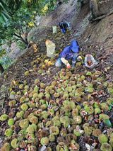 팜모닝 기타작물·영농일지 게시글 이미지