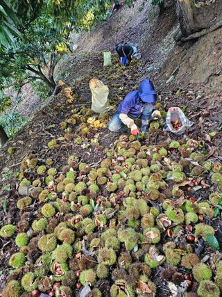 홍가네수정농장님의 기타작물 · 영농일지 작성글 사진