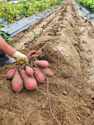 김영숙님의 고구마 · 영농일지 작성글 사진