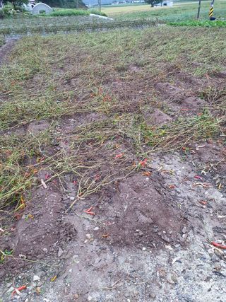 남기탁 님의 고추 · 영농일지 작성글 사진