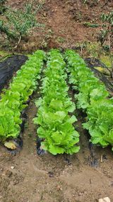 팜모닝 배추·영농일지 게시글 이미지