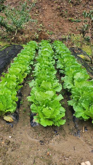 김응진님의 배추 · 영농일지 작성글 사진