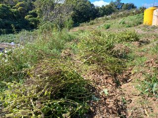 안승호님의 들깨 · 영농일지 작성글 사진