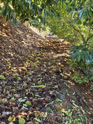 홍가네수정농장님의 기타작물 · 영농일지 작성글 사진