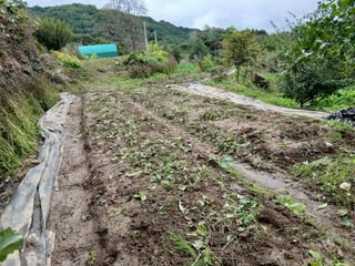 한골머스마님의 들깨 · 영농일지 작성글 사진