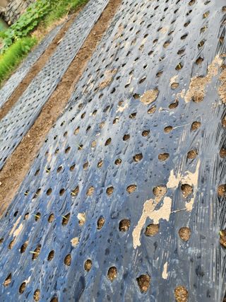 강동신님의 마늘 · 영농일지 작성글 사진