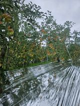 팜모닝 사과·영농일지 게시글 이미지