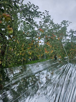 또바기사과(이훈희)님의 사과 · 영농일지 작성글 사진