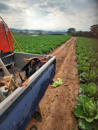 김저팔계님의 배추 · 영농일지 작성글 사진