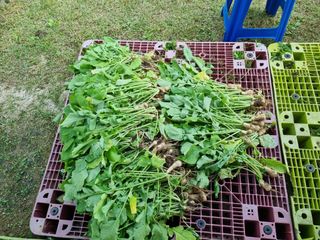 심기섭님의 기타작물 · 영농일지 작성글 사진