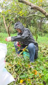 팜모닝 기타작물·영농일지 게시글 이미지