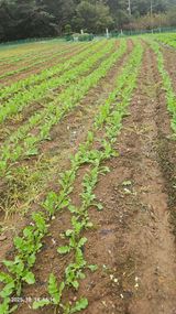 팜모닝 기타작물·영농일지 게시글 이미지