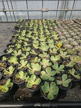 팜모닝 기타작물·영농일지 게시글 이미지