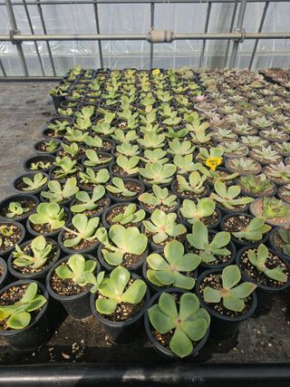 신상섭님의 기타작물 · 영농일지 작성글 사진