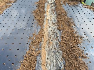 최진일님의 블루베리 · 영농일지 작성글 사진