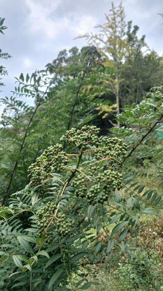 박준권님의 기타작물 · 영농일지 작성글 사진