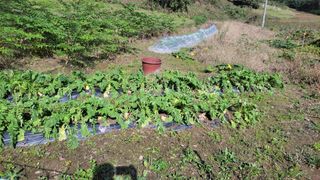 김홍중님의 기타작물 · 영농일지 작성글 사진