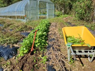 심기섭님의 기타작물 · 영농일지 작성글 사진