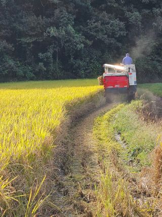 김천수님의 벼 · 영농일지 작성글 사진