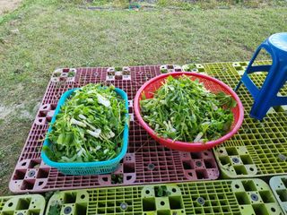 심기섭님의 기타작물 · 영농일지 작성글 사진