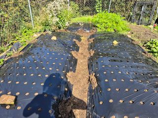 이준영님의 배추 · 영농일지 작성글 사진