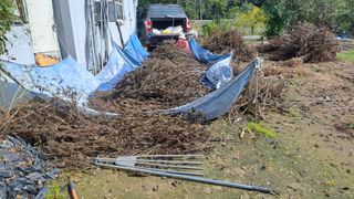 월굴리이승재님의 들깨 · 영농일지 작성글 사진