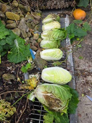 감자님의 기타작물 · 영농일지 작성글 사진