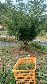 팜모닝 기타작물·영농일지 게시글 이미지