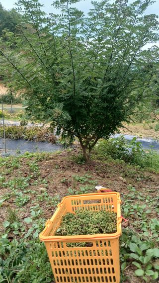 박준권님의 기타작물 · 영농일지 작성글 사진