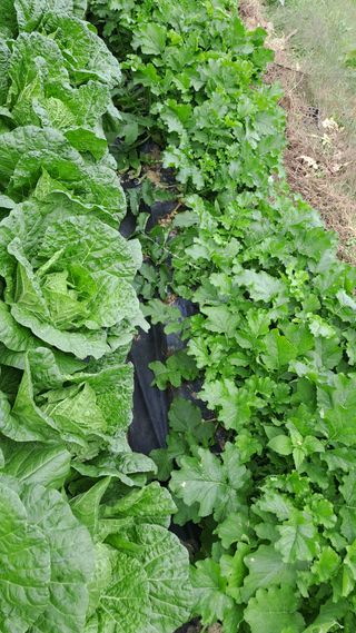 서은숙님의 양파 · 영농일지 작성글 사진