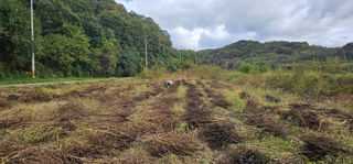 초보농부님의 들깨 · 영농일지 작성글 사진