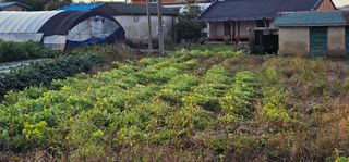 설장구님의 들깨 · 영농일지 작성글 사진