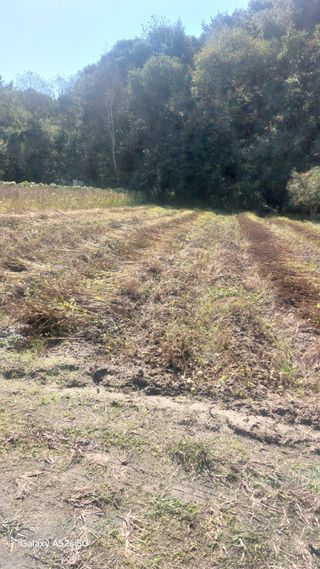 Blackbear님의 들깨 · 영농일지 작성글 사진