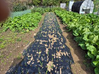 이준영님의 배추 · 영농일지 작성글 사진