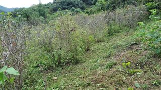 김동명님의 기타작물 · 영농일지 작성글 사진