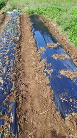 팜모닝 양파·영농일지 게시글 이미지