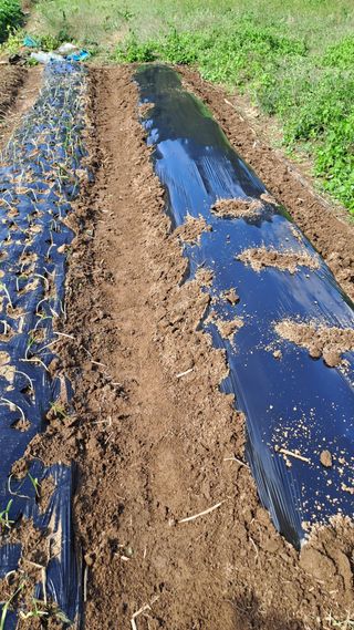 서은숙님의 양파 · 영농일지 작성글 사진