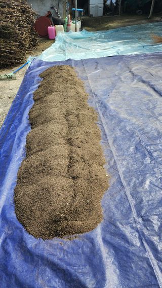 현길01021982님의 들깨 · 영농일지 작성글 사진